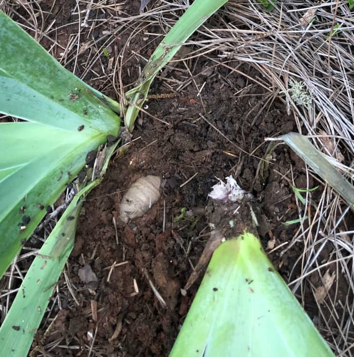 This is one in a bed or irises that had soil washed over them by heavy rains. The white material of rot can be seen on the part on the right. The main rhizome (on the left) is almost buried, too. I quickly moved all the plants to an area with better