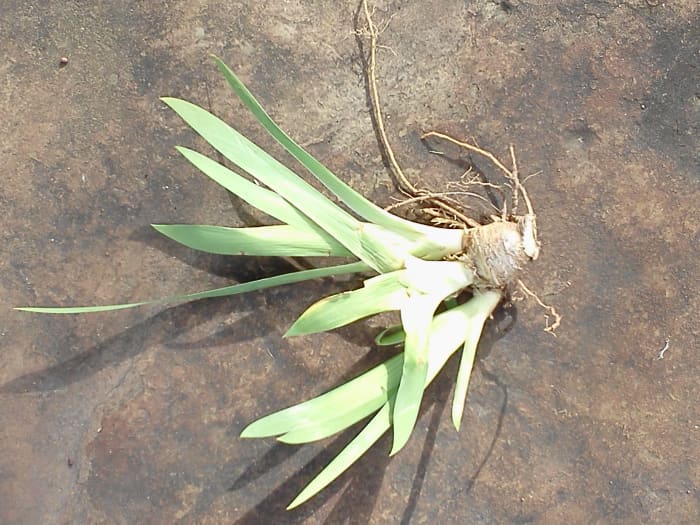 This iris was ready to be heeled in, but my planting bed was not ready for the irises given to me by a neighbor, so I just heeled it in until the bed was ready. I did the same thing with the day lilies she gave me. I laid them on their sides, then co