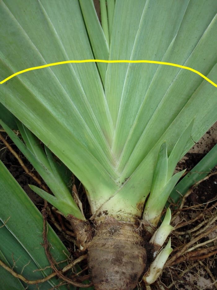 The yellow line shows where to cut for fanning your irises. This can be done with household scissors, but be sure to sterilize them first by spritzing them with 70% isopropyl alcohol (simple rubbing alcohol).