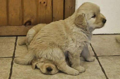 Puppies need to be restrained for their own safety, preferably by a playpen and not his brother sitting on him!