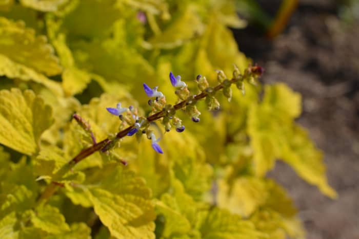 This coleus is bolting. Soon those tiny flowers will die and produce seed, also known as “going to seed”.