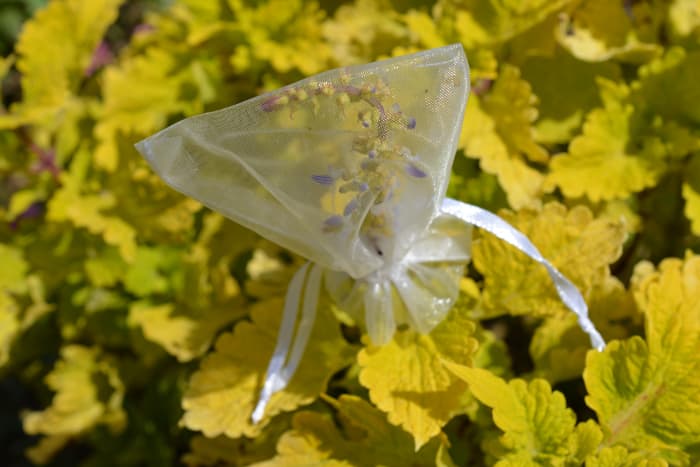 Here’s the same bolting coleus in the photo above. Many seeds, including coleus, are tiny, so this is a good way to catch them for sowing next season.