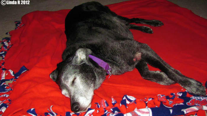 You can see Joey's owie on the upper part of his leg. This was him after getting home from the vet. He was Very groggy after being sedated.