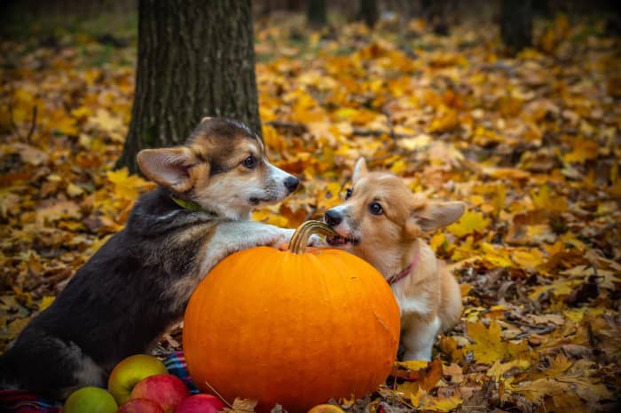 An adorable puppy may be just what you need to lift your spirits in the dreary fall months.