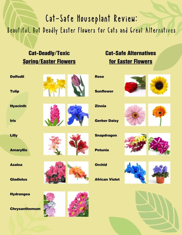 Nontoxic House Plants That Are Safe for Your Cat PetHelpful