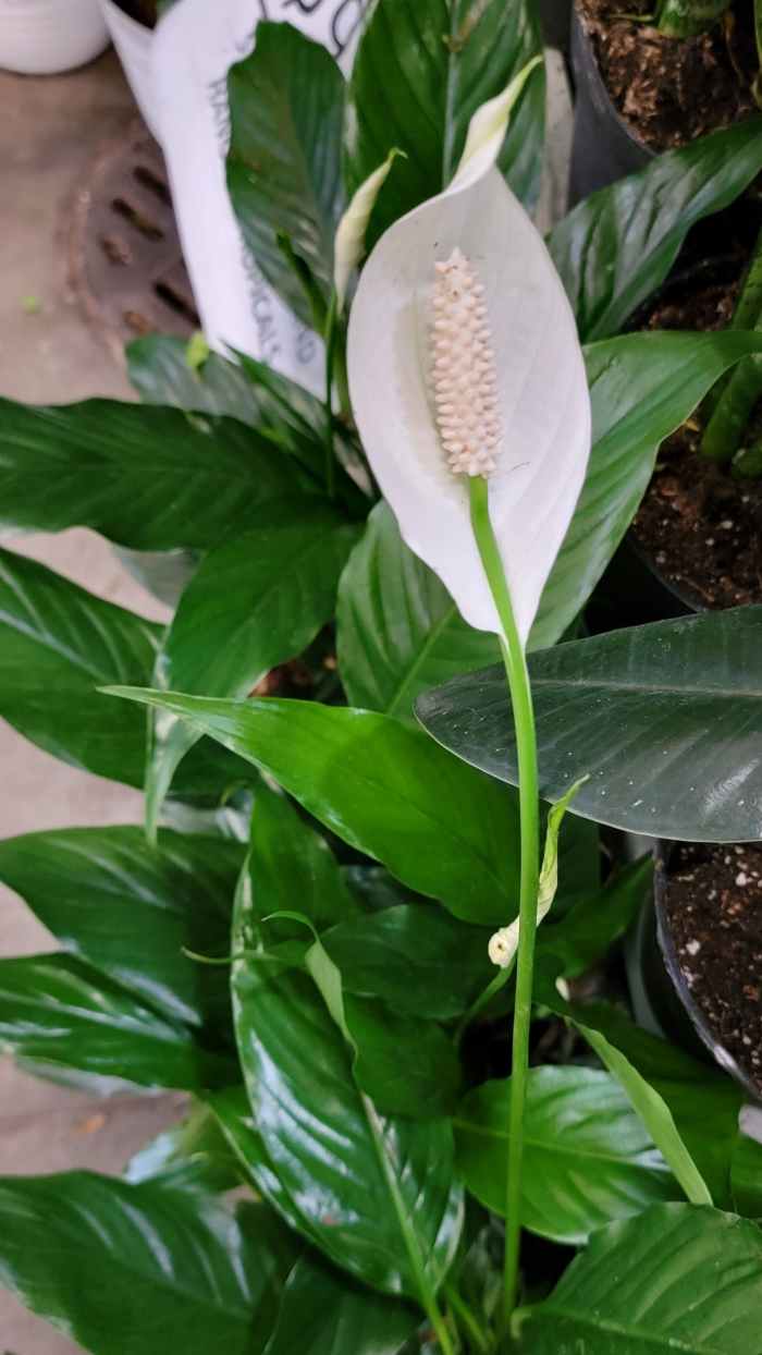 15 Easiest Houseplants to Grow for Beginners Dengarden