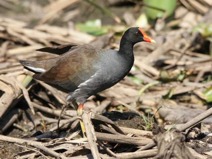 How to Identify Florida Waterbirds (With Photos and Videos) - Owlcation