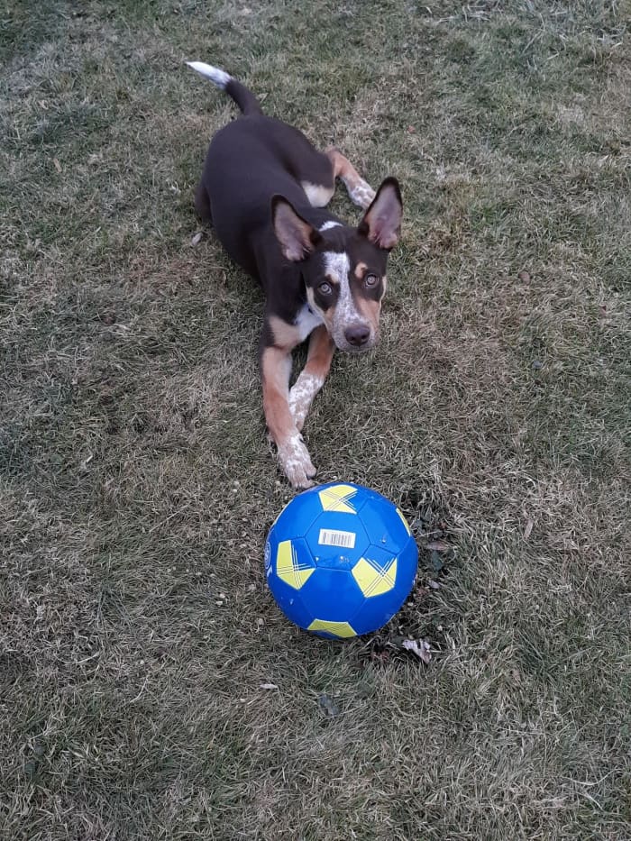 Our Australian Cattle Dog and German Shepherd mix, Axl. He acquired most of the cattle dog traits (they are usually the dominant traits in mixed breed Heelers). He is of the chocolate variety, which is less common and not recognized by the AKC.