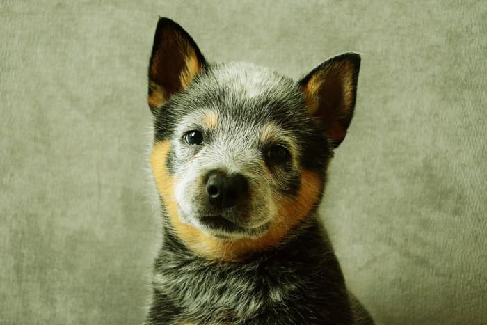 Australian Cattle Dog puppy (blue coat color). Did you know that Australian Cattle Dogs are also called "heelers"? This is because they nip at the backs of cows' heels in order to get them to move where they want them.