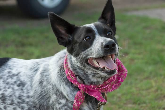 Cattle dogs have different coat patterns. Some are speckled, with white hairs showing against a darker background. And others are mottled.
