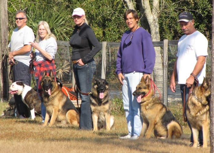 Frequent training sessions are one of the best way to help an aggressive dog.