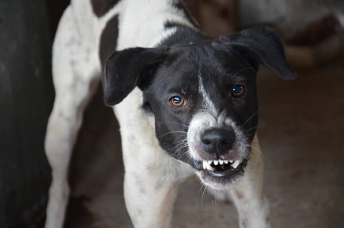If your dog is becoming aggressive have a physical performed by your veterinarian as soon as possible.
