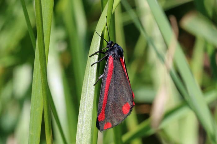 Dramatic colours of the Cinnabar
