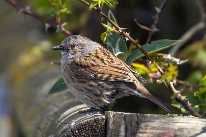 Delicate, dainty Dunnock