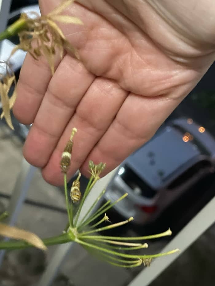 These are a very found black swallowtail caterpillars. They were so small my camera had a hard time focusing on them.