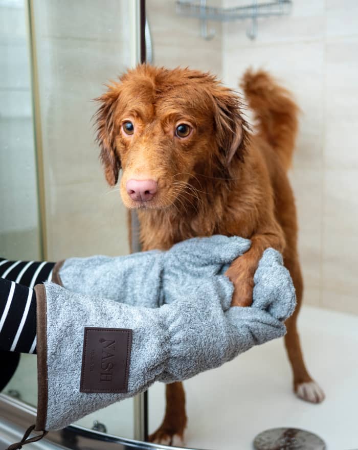 Invest in a good vacuum and mop if you want to keep your house clean while living with a dog.