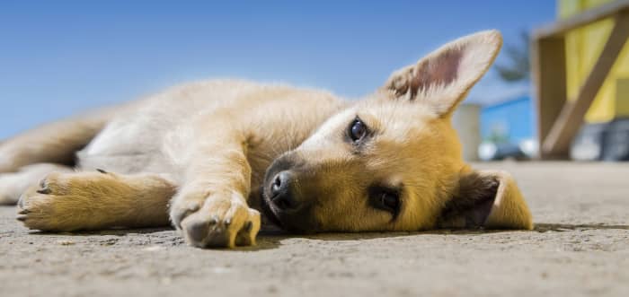 Treat your dog for fleas and ticks if you want your house to remain clean and pest free.
