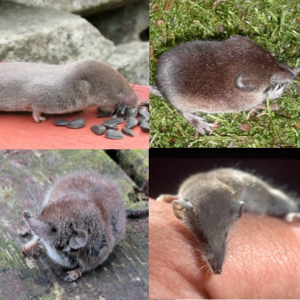 Four different types of shrew.