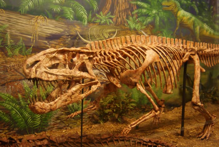 The Postosuchus — the "T-Rex of the Triassic Period" was an Archosaur, but not a dinosaur. It was more closely related to crocodiles.