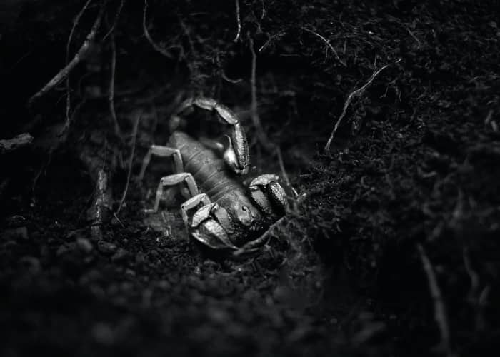 Scorpios are often drawn to what many people considered to be the unseen and the occult. They are interested in spiritual matters whether it is traditional religions or more metaphysical belief systems.