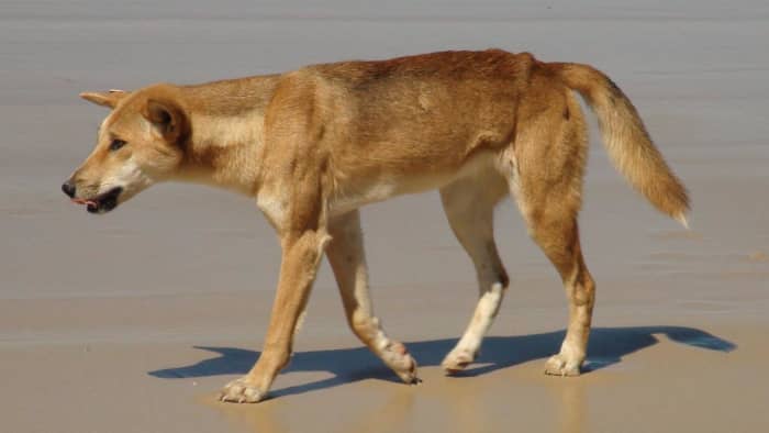 The Australian Dingo. It is believed that cattle dogs were created by breeding dingos with other breeds of dogs, including the dalmatian, and Australian Kelpie, among others.