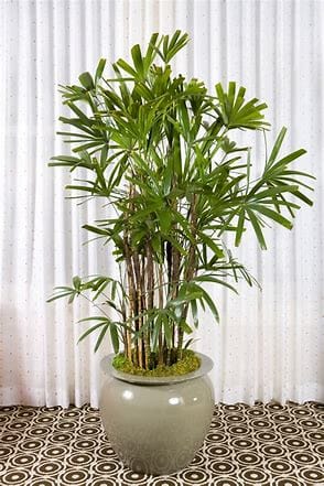 Use houseplants and foliage both in your wedding ceremony and your reception venue. You will save a lot of money. They can be grown or purchased ahead of time
