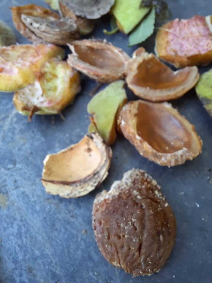 The pictured hulls and shell fragments are what the squirrels leave for me. These, plus the ones I remove myself, are compost pile additions.