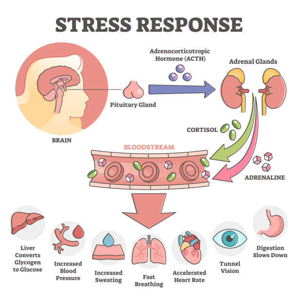 Adrenaline is the neurotransmitter in the body responsible for our "fight or flight" response to danger. Persons with anxiety disorders tend to overuse this chemical in the body, leading to many physical anxiety symptoms in the body.