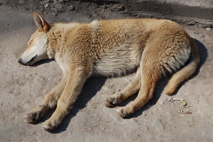 Most of the dogs will be very weak and on the brink of death, even if they are lucky enough to get rescued.