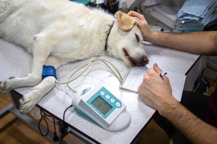 Without veterinary care, the dogs wouldn't have a chance and would surely die from their experience.