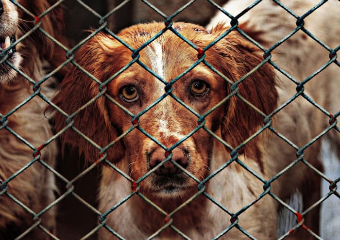 At the Yulin festival, dogs are brought in on large trucks packed with cages holding hundreds of dogs.