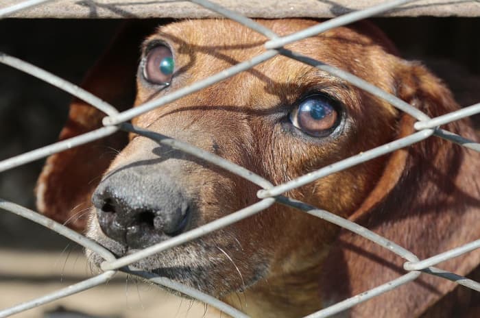 At the Yulin festival, these sweet souls are not viewed as man's best friend. They are seen only as food.