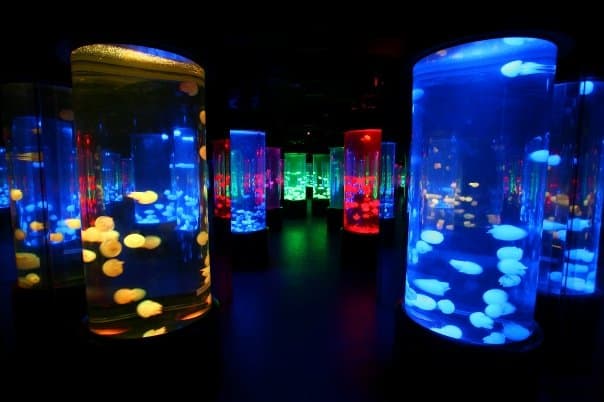 The Sea Jellies massive aquarium of jellyfish on the Summit. I can still picture the Jellies section from Manila Ocean Park, but Hong Kong Ocean Park is much larger.