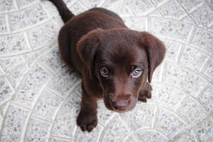 Pet insurance can help you financially if your pet gets sick or injured.