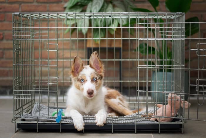 While there are many strategies for reducing anxiety in dogs, some breeds will never do well crated.