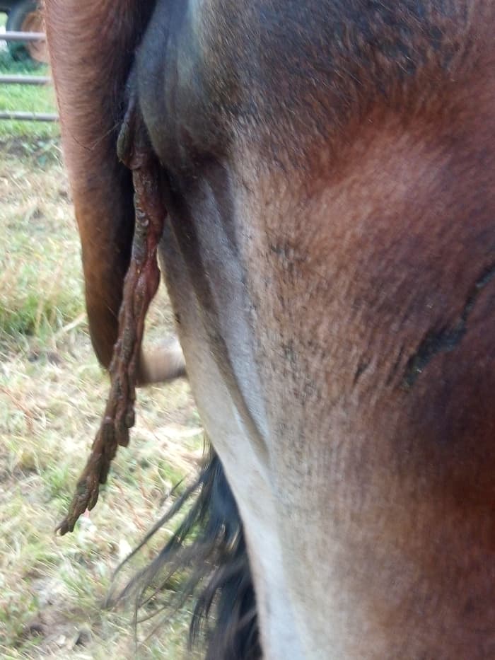 Retained placenta can be a problem in cattle since the cervix cannot close and the uterus can easily become infected.