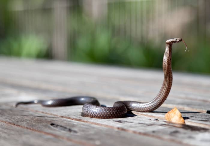 Fear of snakes and other types of animals are very common phobias. Cultural beliefs and associations with different types of animals tend to have a large impact on animal phobias.