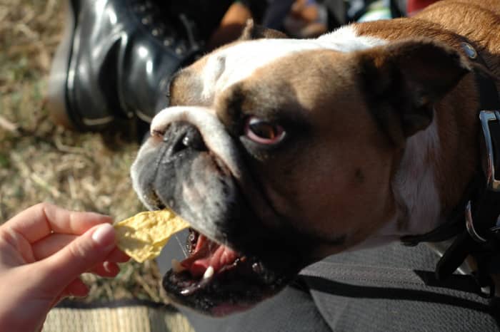 While your dog is on a special elimination diet they cannot eat other things.