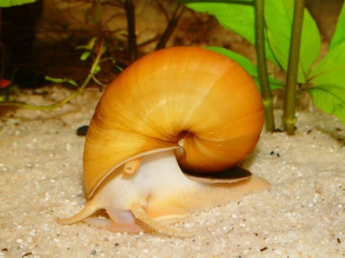 Pomacea bredgesii (“mystery snail”)