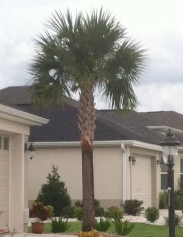 Imagine a horizontal line drawn across the bottom of the leaves of this palm. The overall shape of the leaves above the line should form a half-circle.