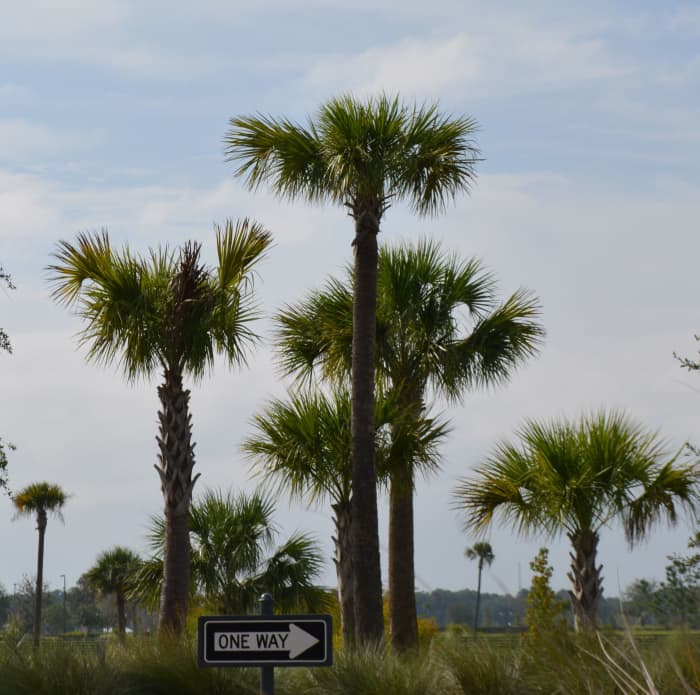 Hurricane Cuts On Palms — Don't Do It - Dengarden