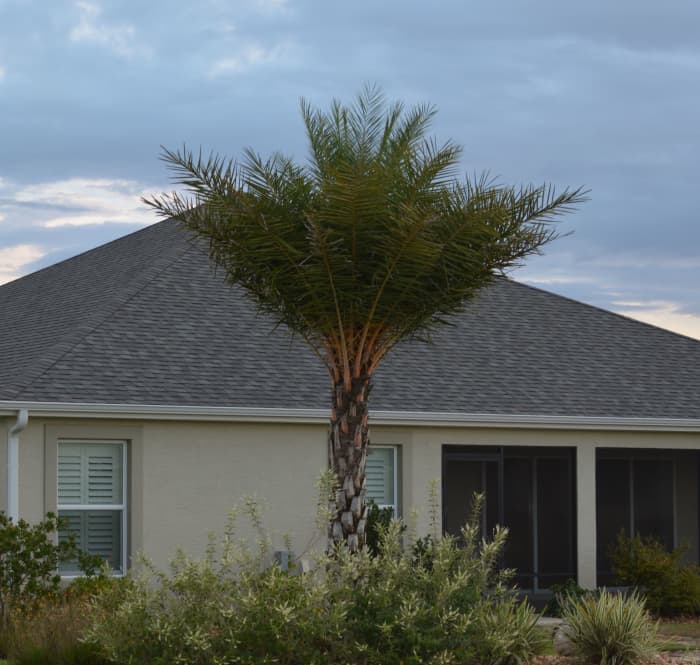 This is a Sylvester Palm that has been given a hurricane cut. There are probably enough leaves left to protect the terminal bud, but why take this chance?