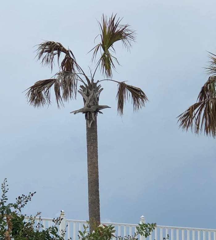 If the terminal bud is cut off or ripped off in high winds, this will be the eventual result as the lower leaves die off, and no new ones emerge.