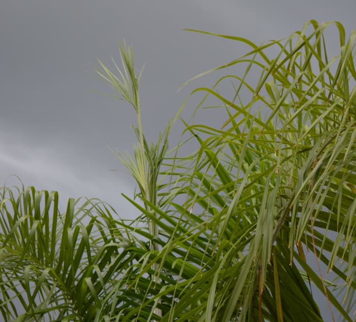 This new spear has begun to unfurl, and within a few days, will be a 20-foot long leaf with multiple leaflets.