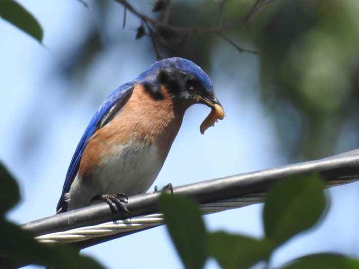 10 Easy Ways to Keep Birds Out of the Vegetable Garden HubPages