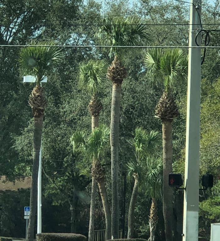 These Cabbage Palms have suffered not only a hurricane cut but also a pineapple cut. The pineapple cut involves removing all but the top boots, and trimming them so that the palm resembles an extremely tall pineapple plant.