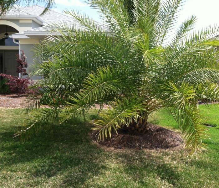 Palms: When to Prune? When Not to Prune? - Dengarden