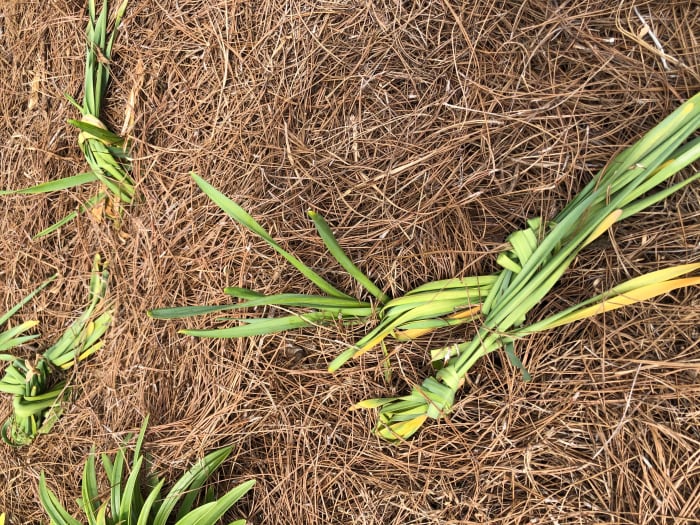 Like these daffodils, palm leaves should be left alone until they turn completely brown.