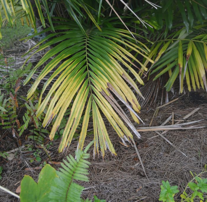 This v-shaped discoloration is indicative of nutrient deficiencies. This Dwarf Sugar Palm needs fertilizer.