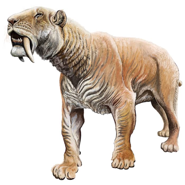 The saber tooth tiger was really a giant cat from the species Smilodon. The Saber-toothed Cats were Pleistocene epoch apex predators. Pictured above in the Smilodon fatalis. Read on to learn about the three species scientists have discovered so far.